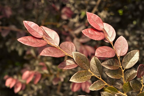 ときわまんさくの葉っぱ,トキワマンサク