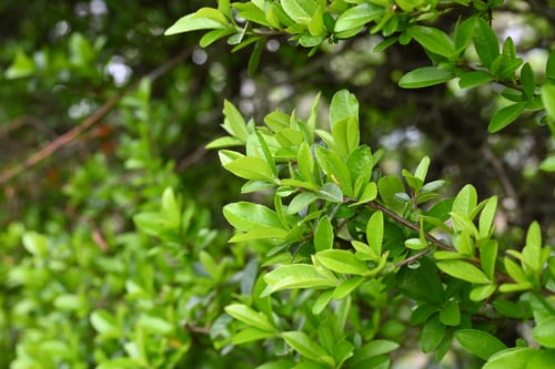 ときわさんざし,樹木,ピラカンサ