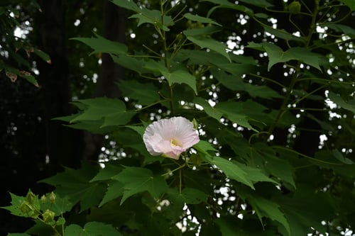 酔芙蓉,すいふよう,種類