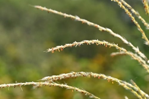 すすき,ススキ,開花時期