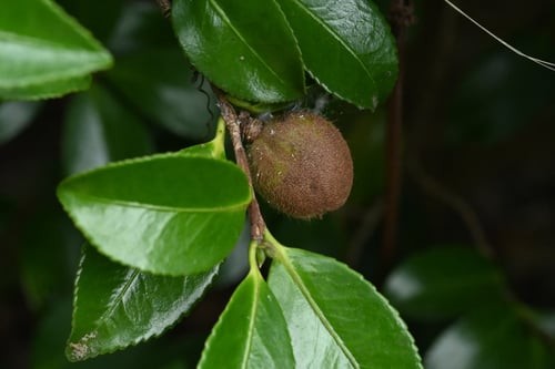 寒椿,果実,かんつばき