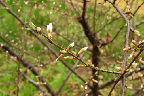 ユリサシの木,ゆすらうめ,植物
