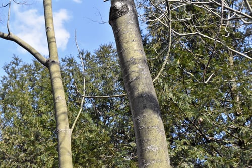 あおぎり,樹木,アオギリ,青桐