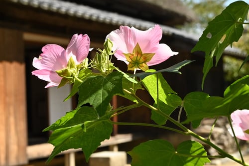 芙蓉,フヨウ,ふよう,花木,樹木