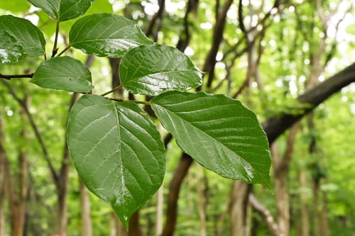 ナンキンハゼ,白木という木