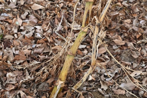 アシタバ,あしたば,Angelica keiskei