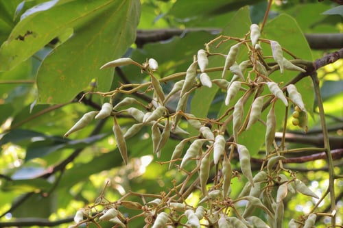 あおぎり,梧桐の木の実,アオギリ,青桐