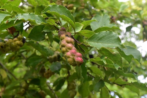 花,コブシ,fruits of magnolia kobushi
