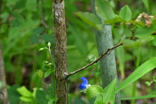 キハギ,きはぎ,木萩