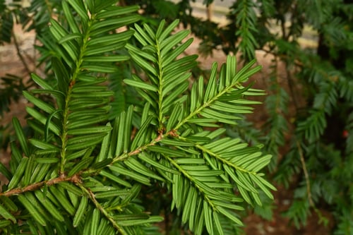 いちいの木,おんこのき,イチイ,樹木