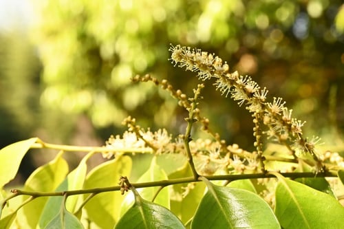すだじい,おばな,めばな,スダジイ