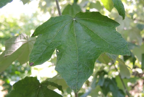 ウラジロハコヤナギ,ぎんどろ,葉っぱ