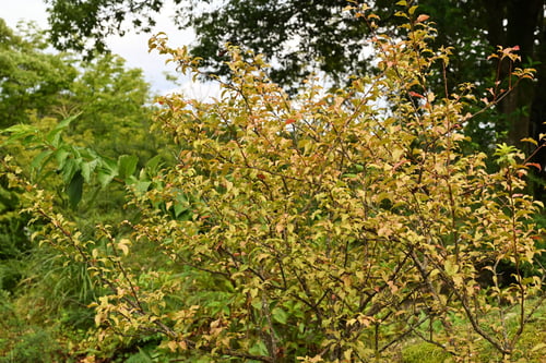 ゆすらうめ,紅葉,ユスラウメ