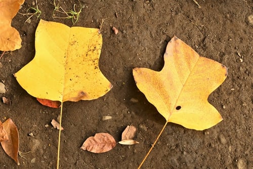 しなゆりのき,シナユリノキ