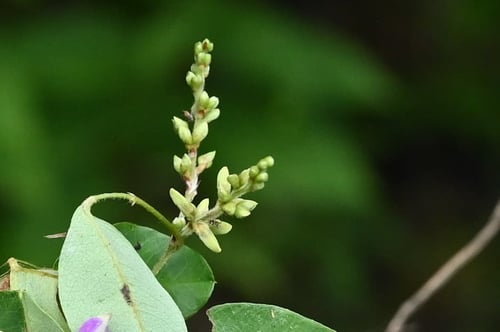 キハギ,きはぎ,木萩