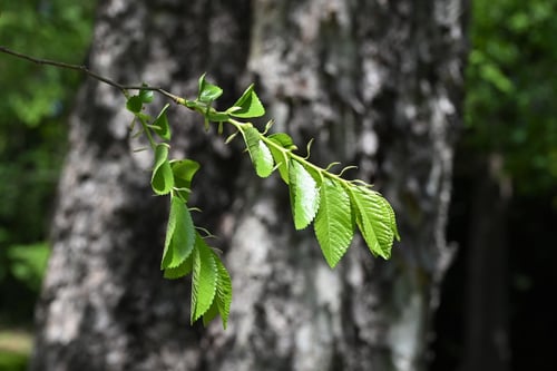 アキニレの木,あきにれ
