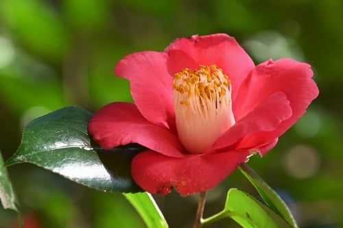 やぶつばき,開花時期,藪椿,品種