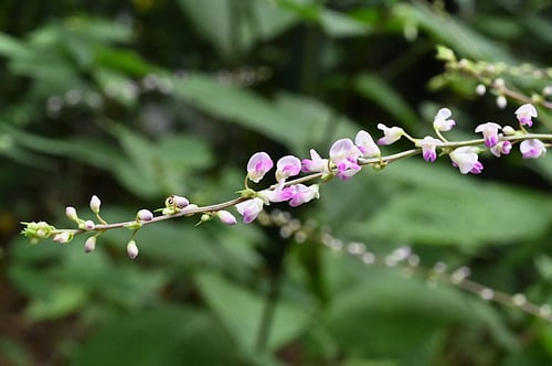 ヌスビトハギの花,ぬすびとはぎ