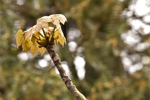 あおぎり,木,青桐,アオギリ