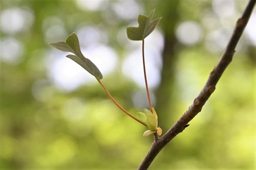 ゆりのき,植物,チューリップツリー,ユリノキ