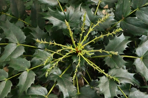 ひいらぎなんてん,樹木,ヒイラギナンテン