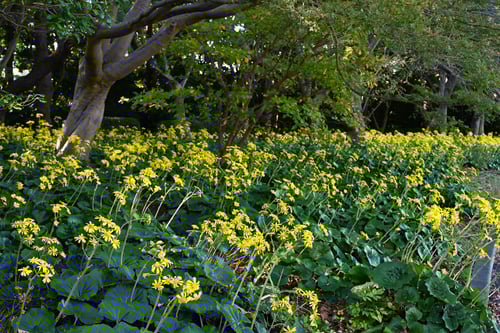 ツワブキ,石蕗の花,黄色い花,つわぶき