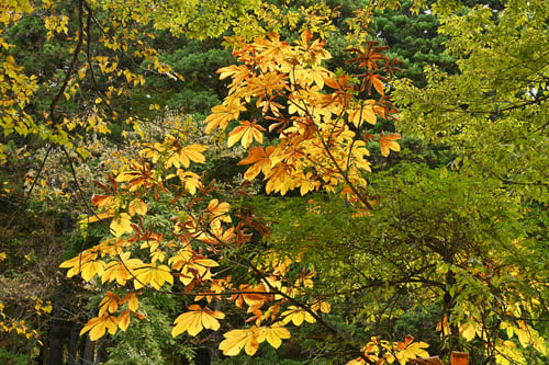 杤,漢字,とちのき,トチノキ