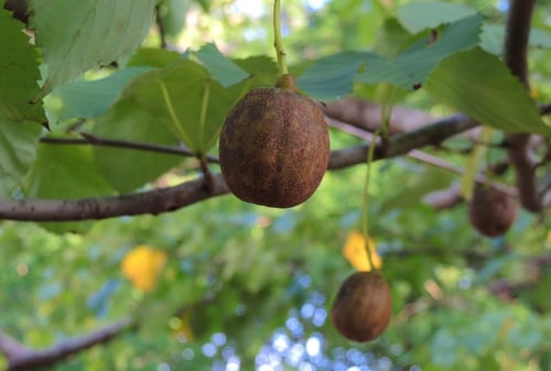 ハンカチの木,樹木,実,はんかちのき