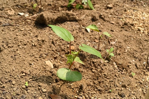 綿の花,わた,ワタ,植物