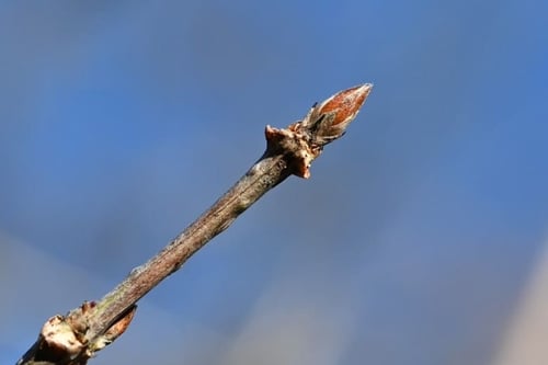 源平うつぎ,はこねうつぎ,ハコネウツギ