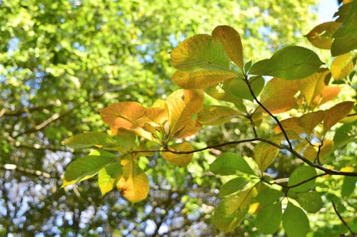 リョウブの紅葉,りょうぶ,画像