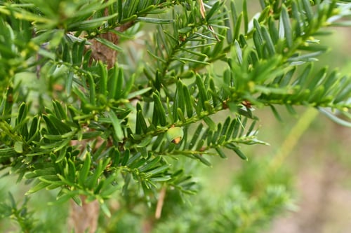 一位の木,おんこ,あららぎ