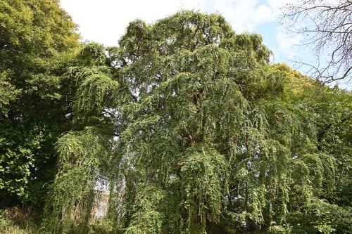 トキワマンサク,Chinese fringe flower,picture