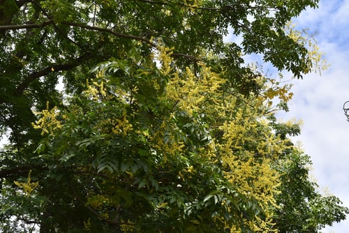 ９月に咲く黄色い花,木