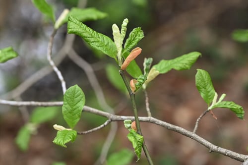 花,コブシ,辛夷の新芽