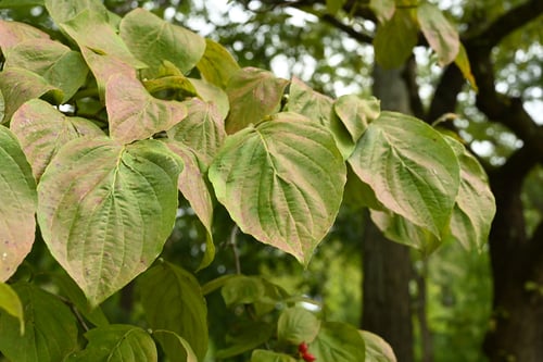 はなみずきの葉,ハナミズキ,花水木