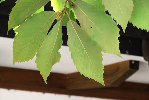 コナラの木,葉っぱ,こなら