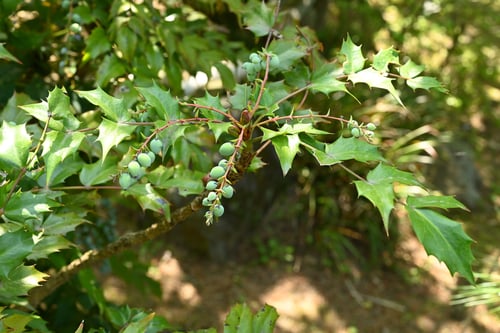 ひいらぎなんてん,樹木,柊南天