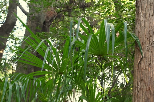 シュロの木,棕櫚の種類,見分け方