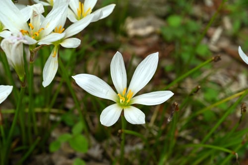 タマスダレ,たますだれ