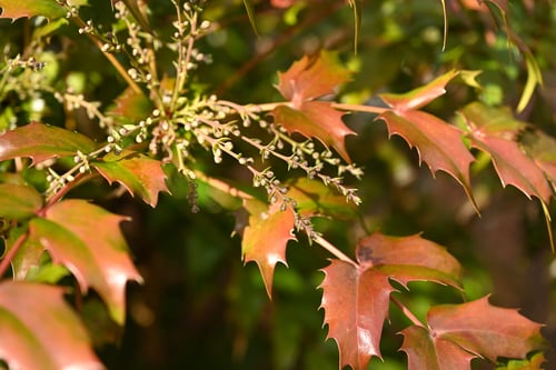 Mahonia,tree