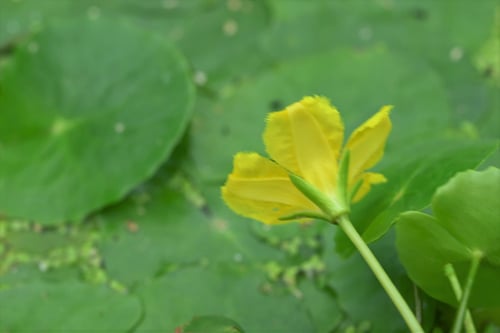 荇,水草,あさざ,植物,アサザ
