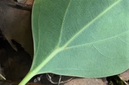 クスノキ,楠木,くすのきの葉