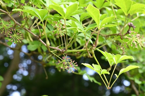 山ウコギの木の実,うこぎ