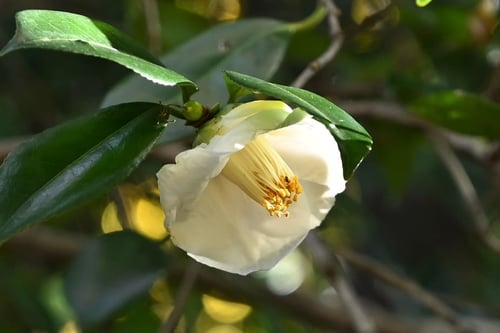 やぶつばき,ヤブツバキ,花の色,椿