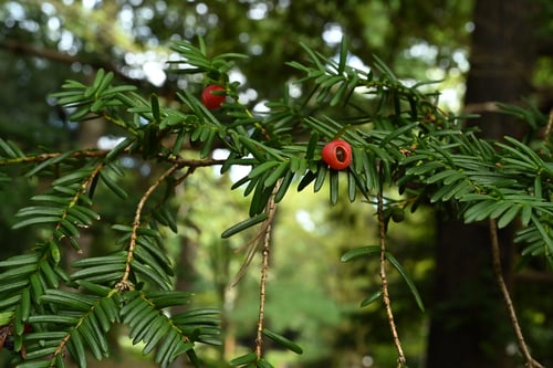 いちい,木,イチイ