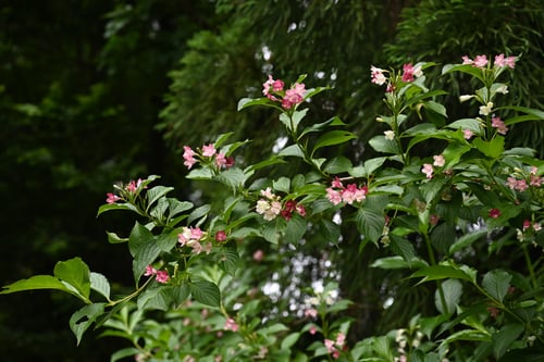 ウツギの種類,はこねうつぎ,箱根うつぎ