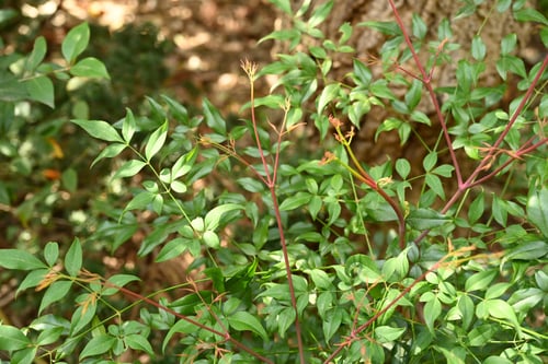 南天の木,なんてん,ナンテン,成長