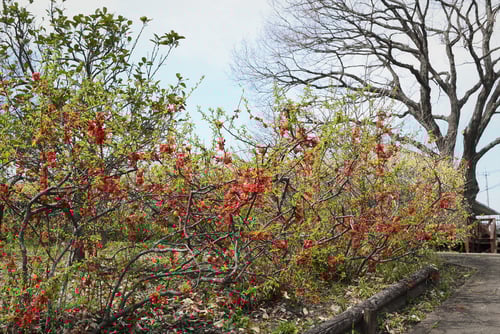 木瓜,庭木,画像,ボケ