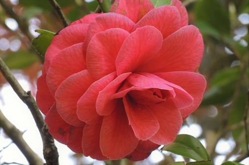 ロゼアスーパーバ